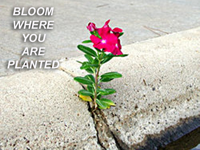 Sermon: “Bloom where You Are Planted” Sunday July 16th 2023. Zion Episcopal Church, Washington NC. The Reverend Alan Neale